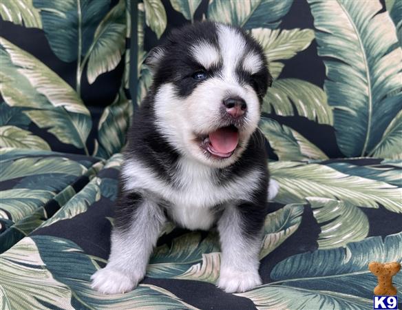 Pomeranian puppy for sale